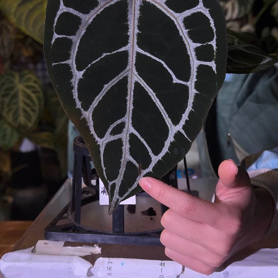 不开花植物E28银骑士杂米歇尔
