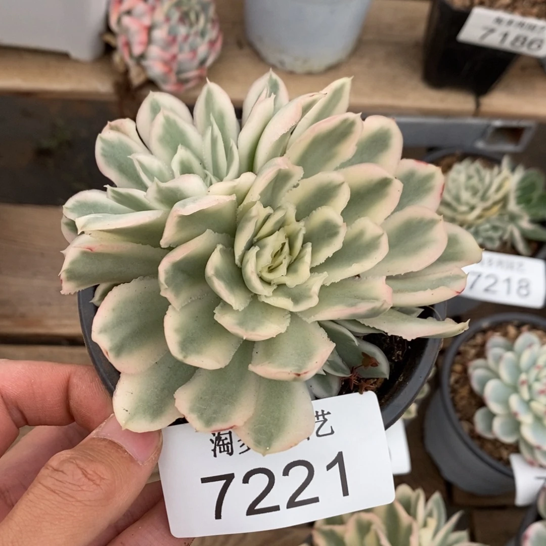 紫蝴蝶多肉植物7221