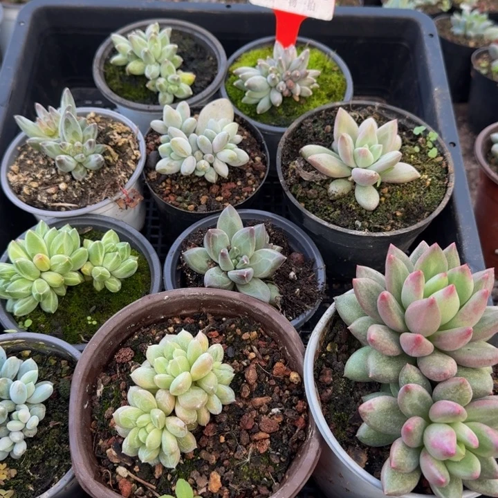 2536多肉植物一物一拍