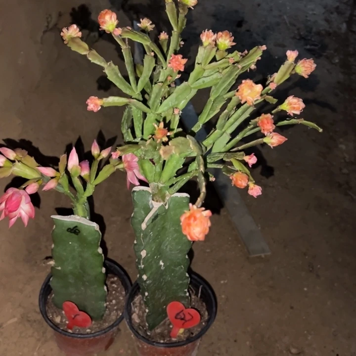 东***东当前无花栽培后可以开花045627补差价