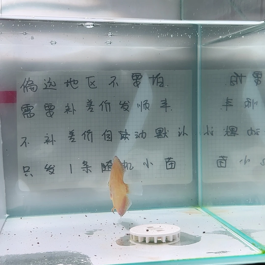 七彩神仙鱼全长7-8偏远地区不拍