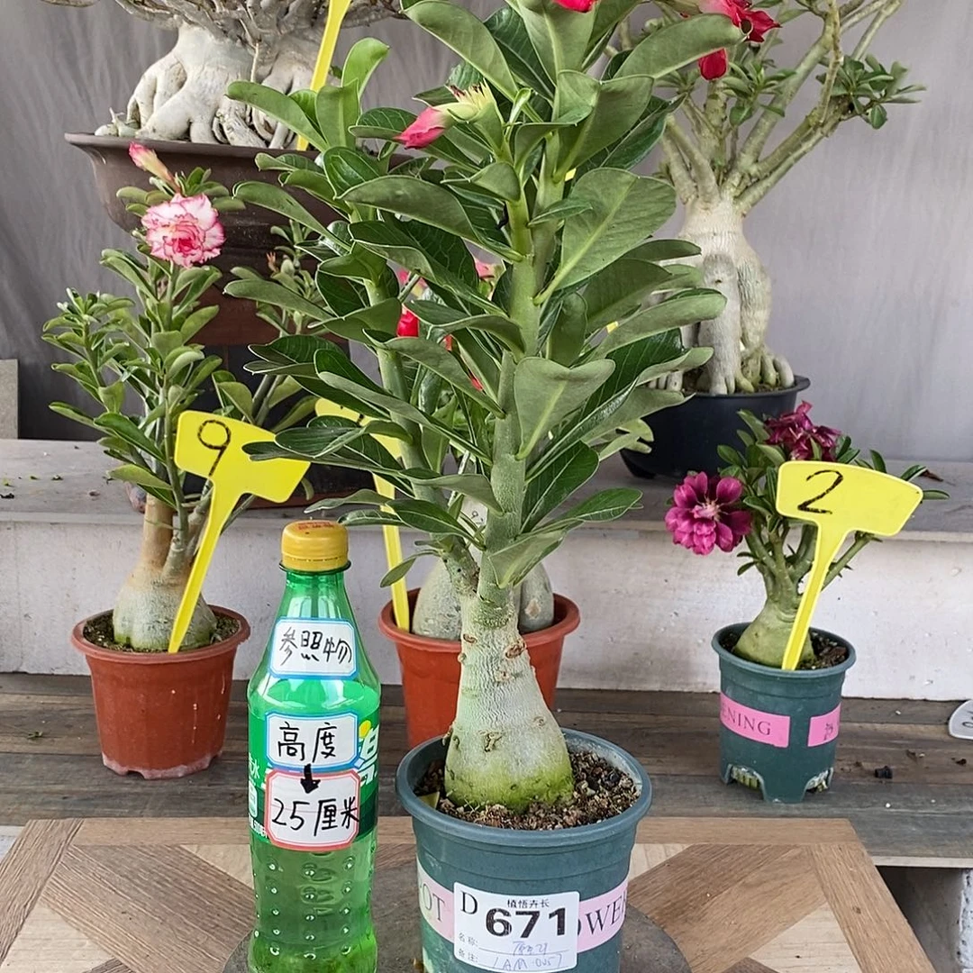 完全开放671原生重瓣