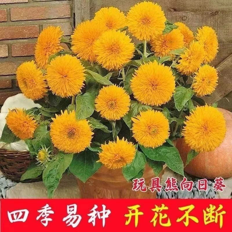/2025重瓣矮脚向日葵种子观赏小型玩具熊向日葵耐旱耐热盆栽庭院
