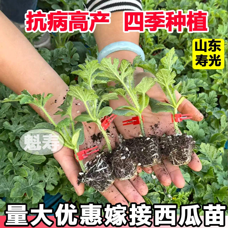 西瓜秧苗嫁接苗西瓜苗8424带土大苗麒麟美都天王黄壤懒汉庭院