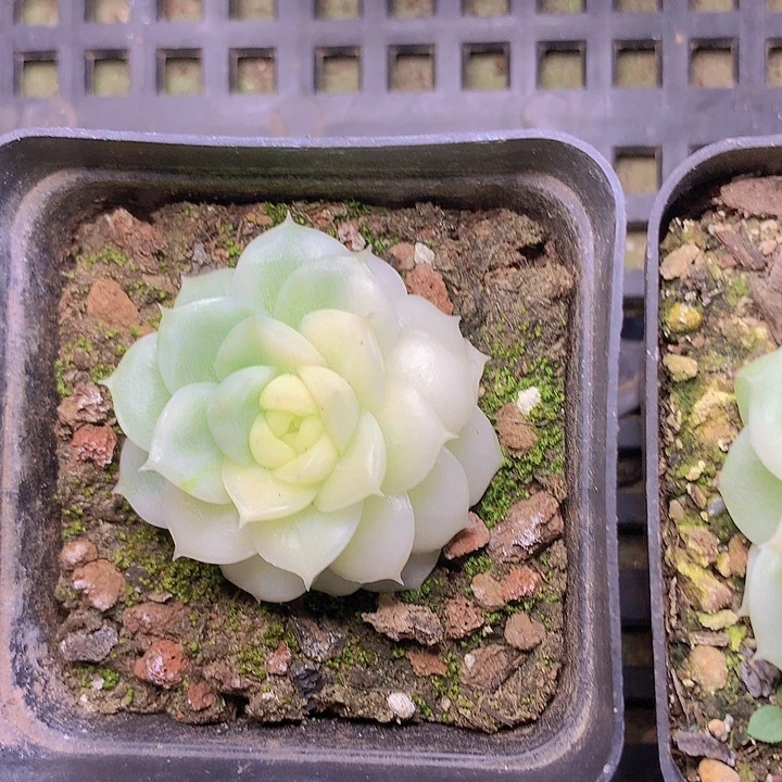 D044一物一拍脱土