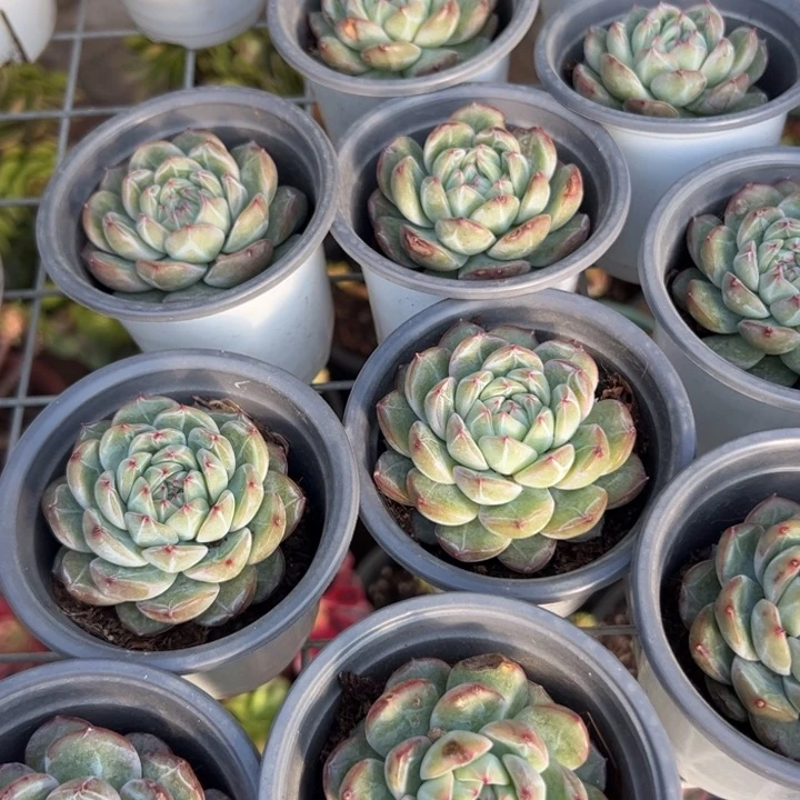 新疆包邮 雪花珍妮