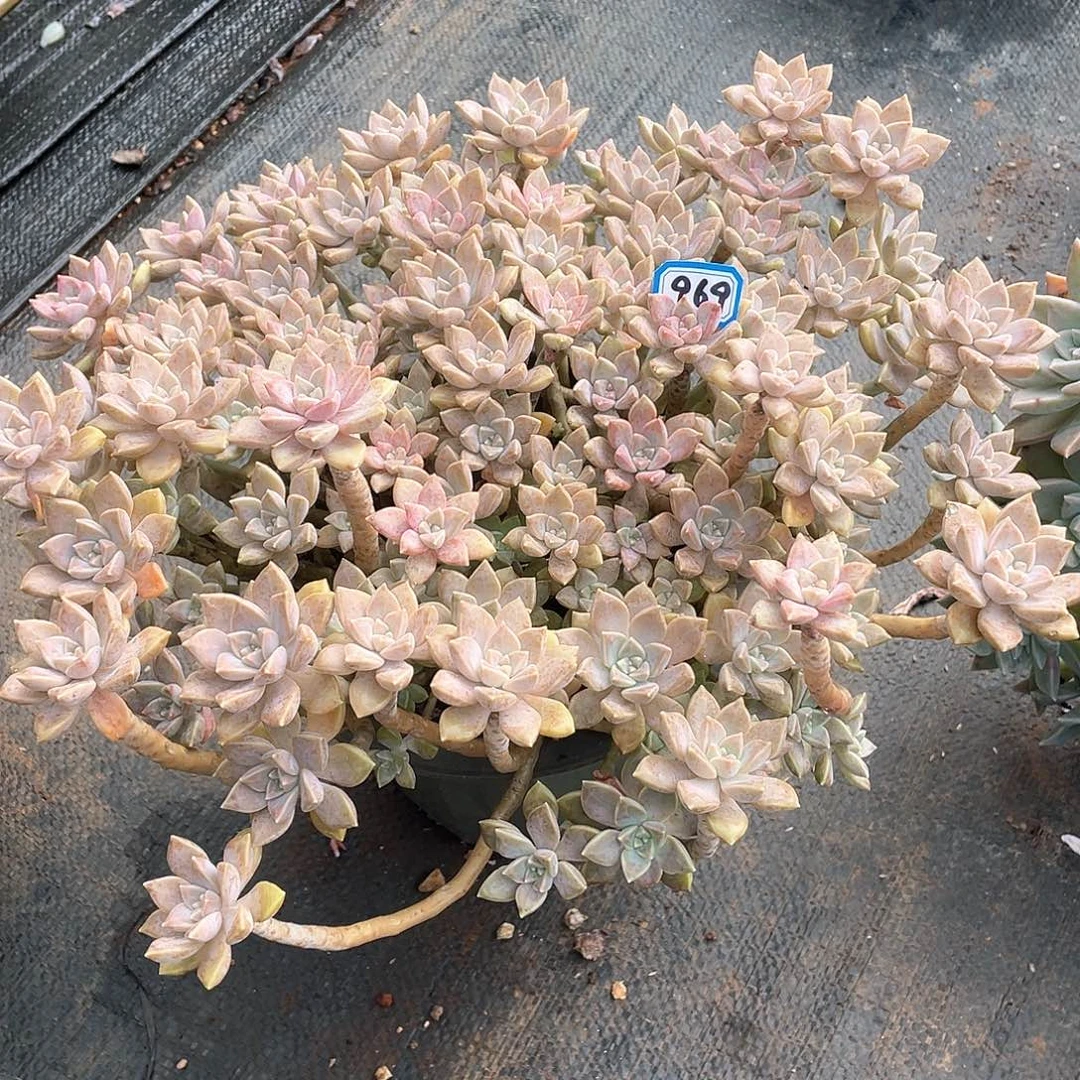 969阿伦培 一物一拍多肉