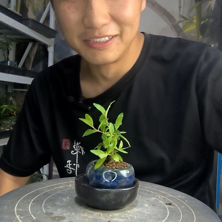 媛*中青园艺一物一拍175