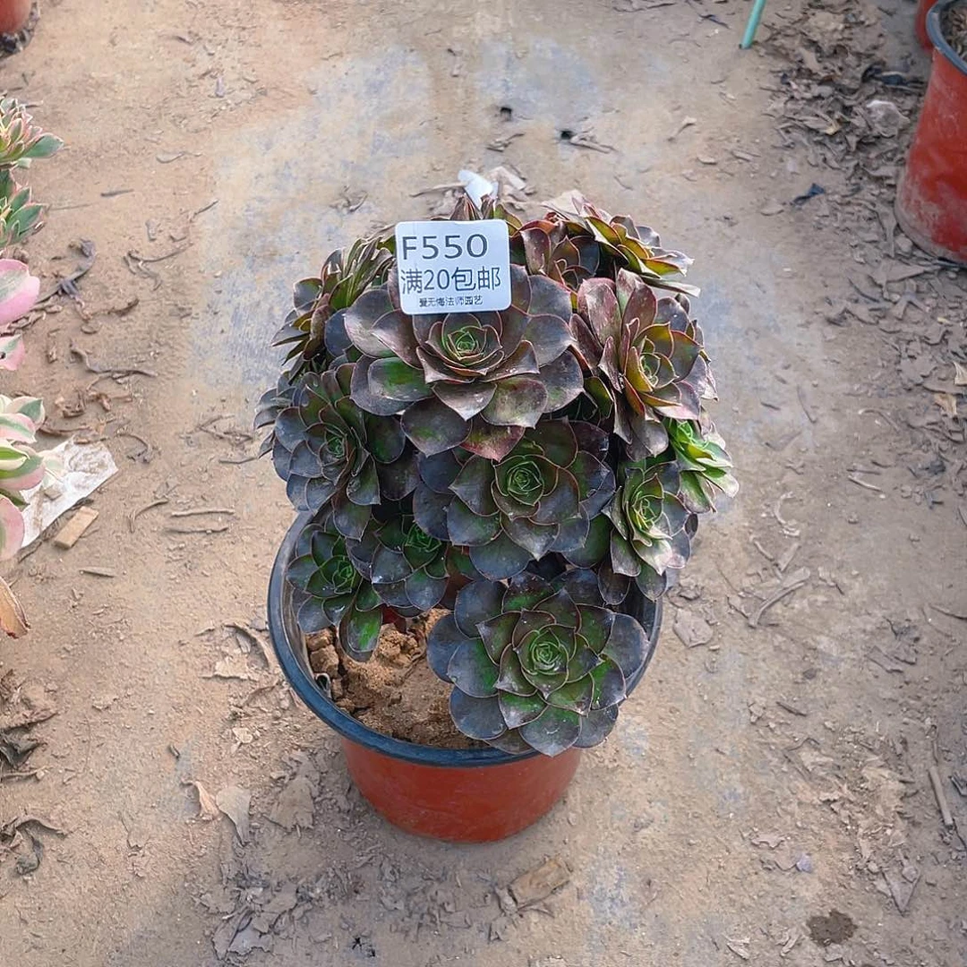 550魅金玫瑰多肉小损不包