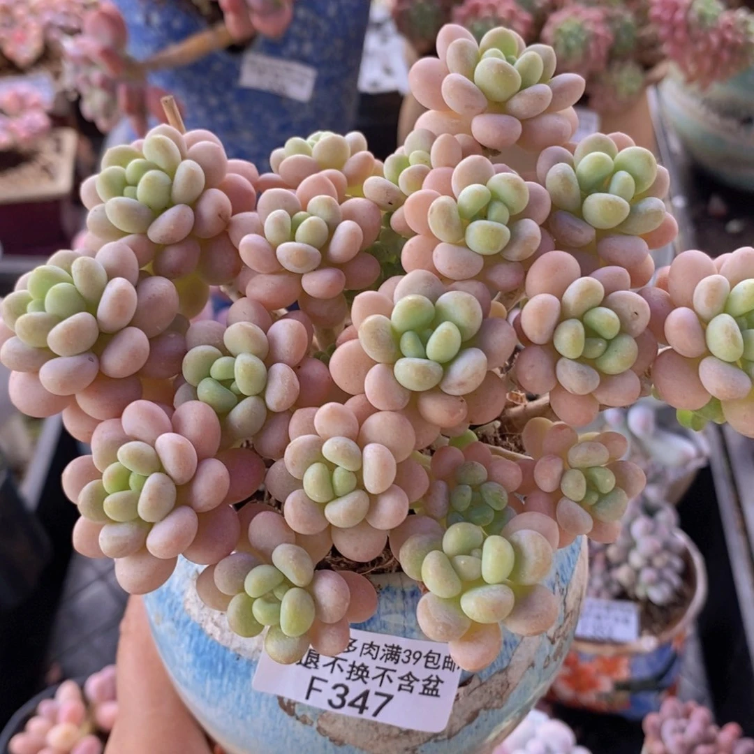 洛可可11cm347多肉植物