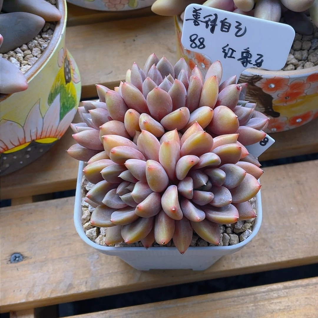 ?****己红象牙 小孔孔精品多肉