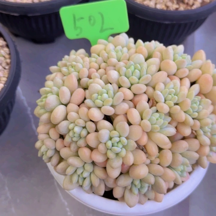 无**味502多肉植物一物一拍