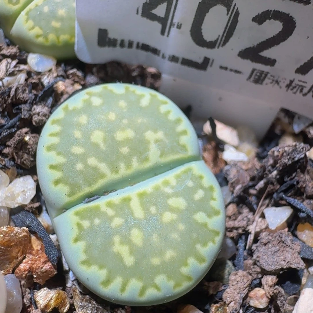 zzzz生石花肉锥4027