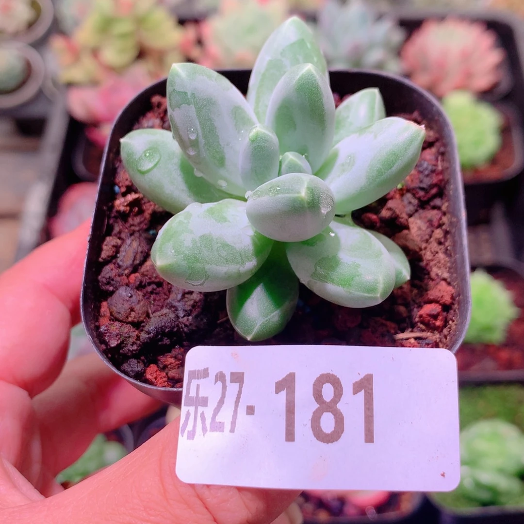 乐然27-181 小钢炮