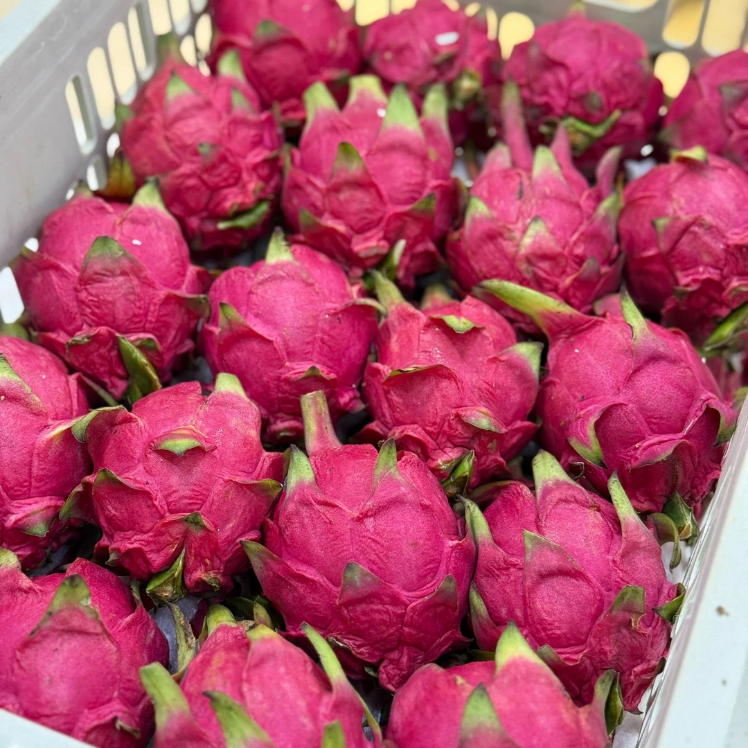 【颐和花果山】海南红心蜜宝火龙果8只