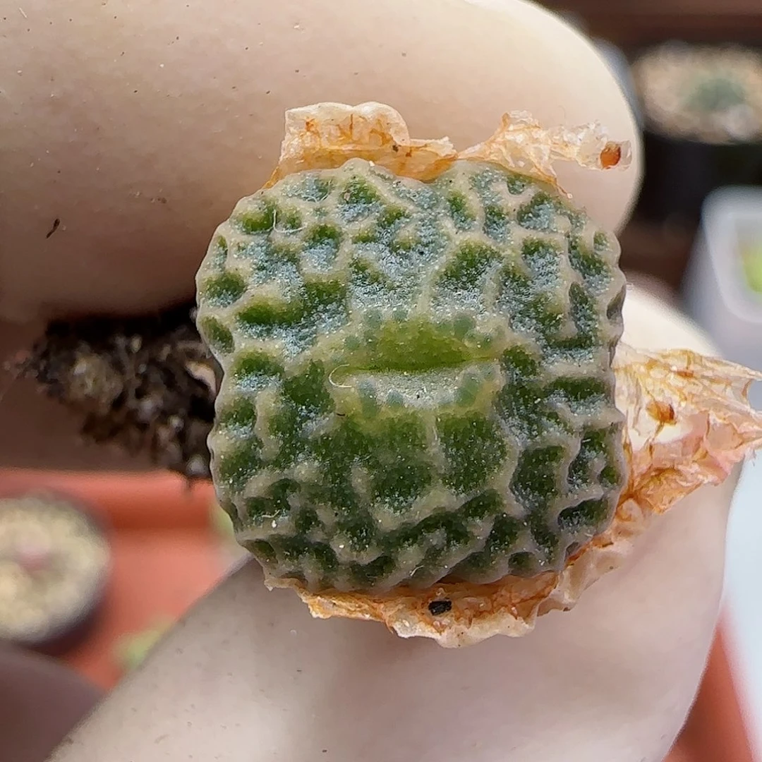 353超级烧麦优选