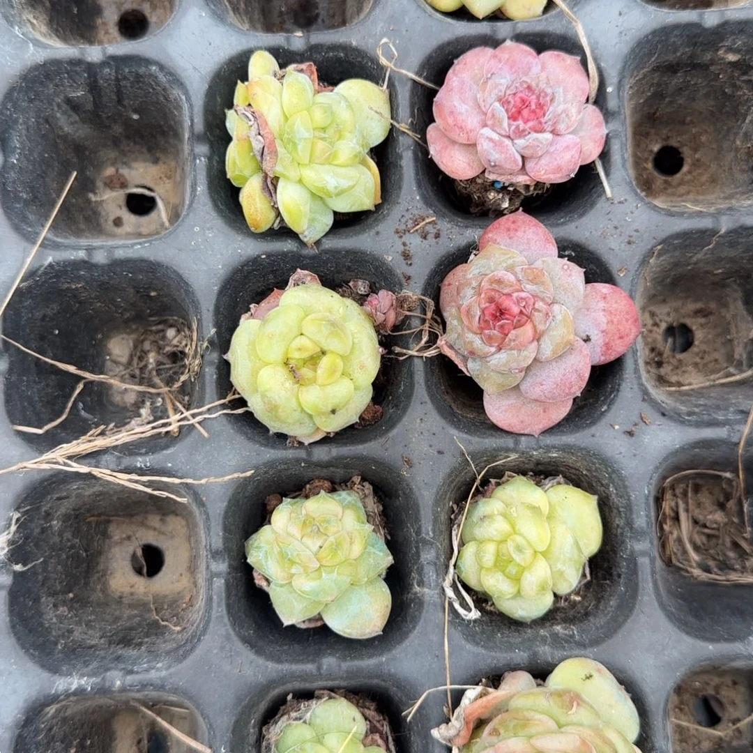 柏***图小卡拉米糖心一物一拍