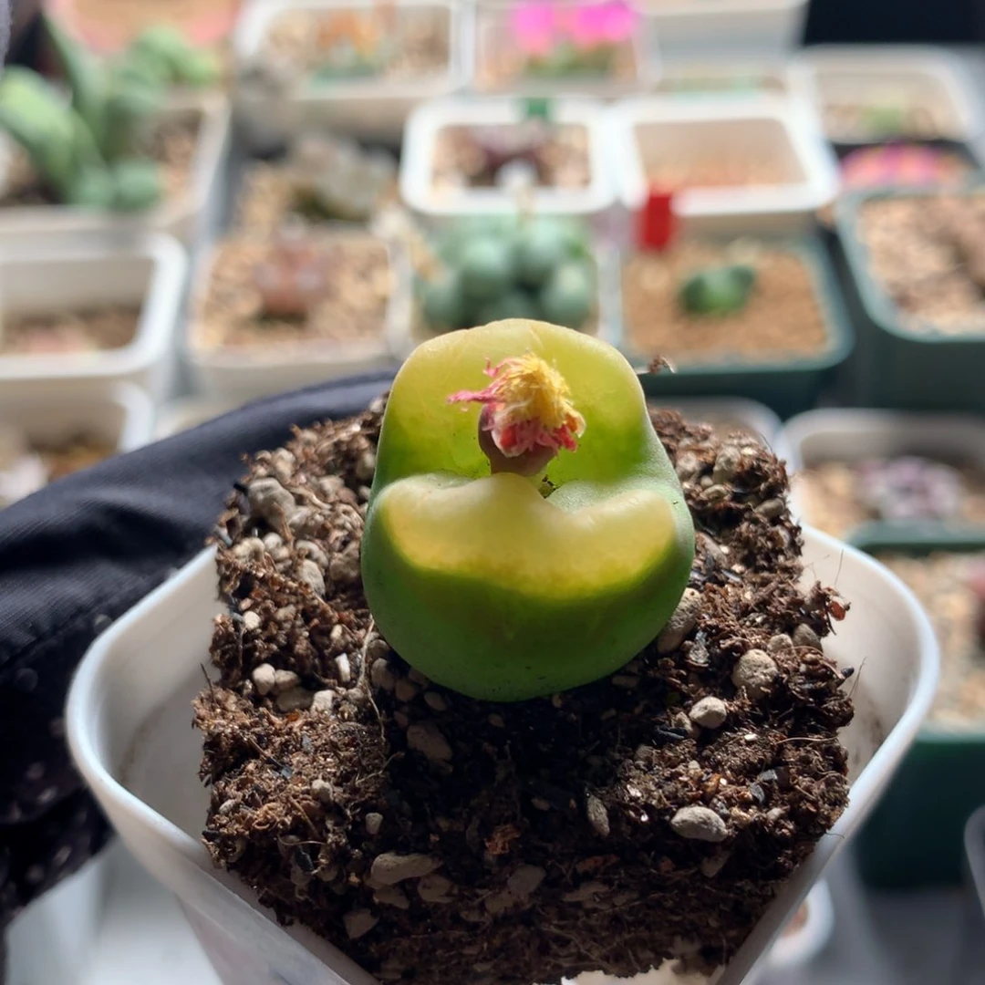 a249蟠桃母本一颗