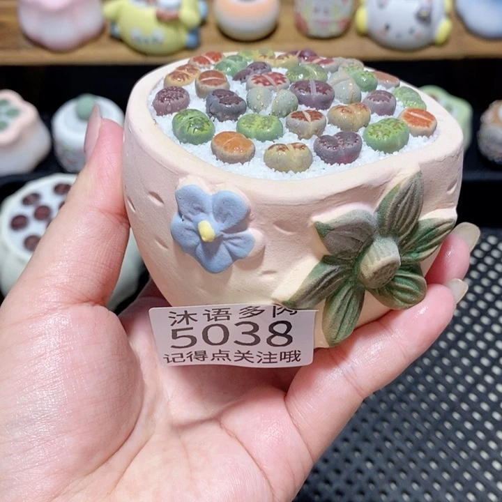 带盆土植物 一物一拍5038