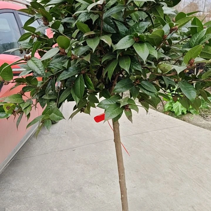 茶花棒棒糖优惠多多