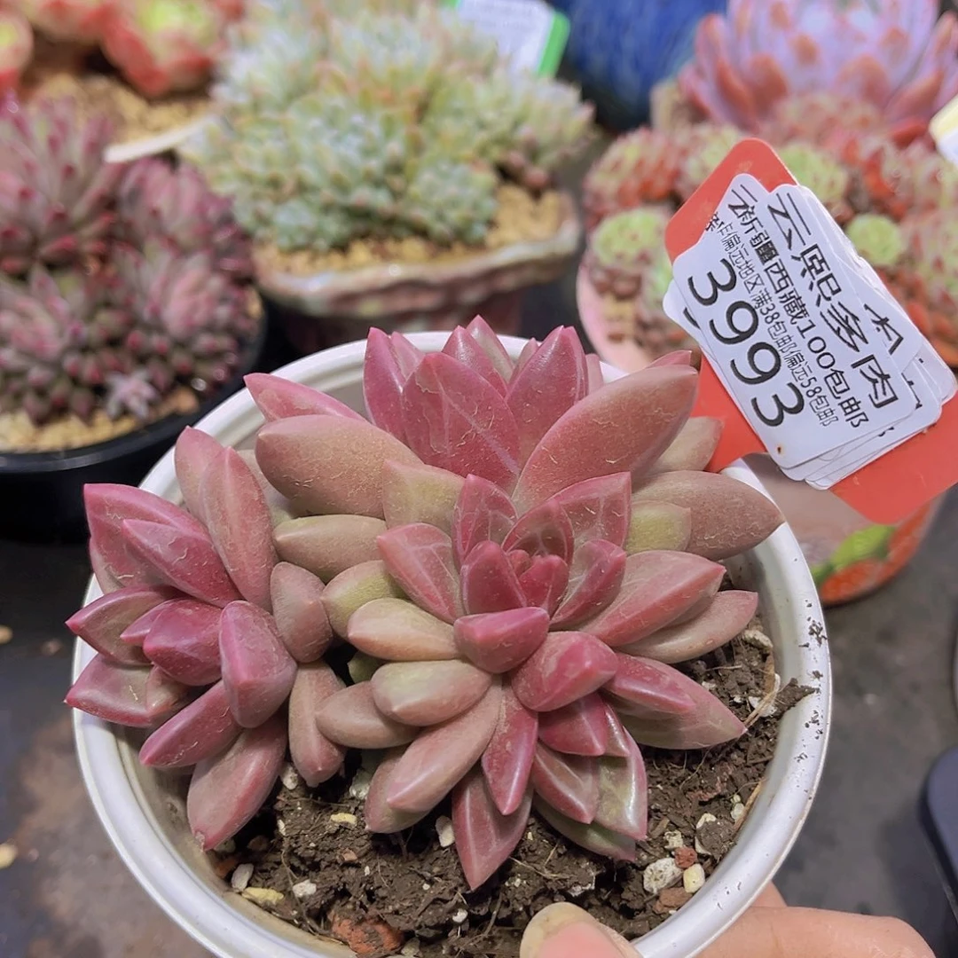 3993迷雾泡泡多肉植物