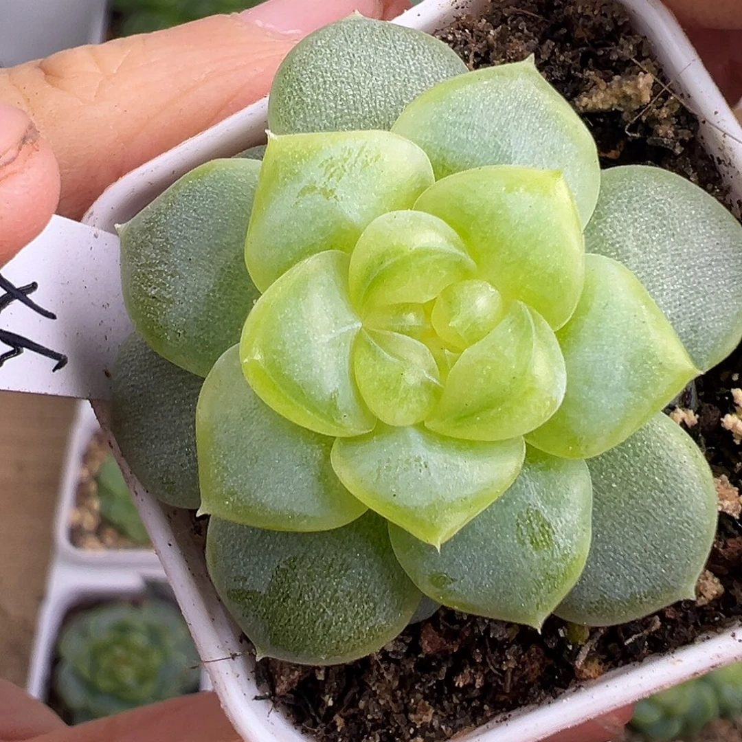 弌***弎颜汐。