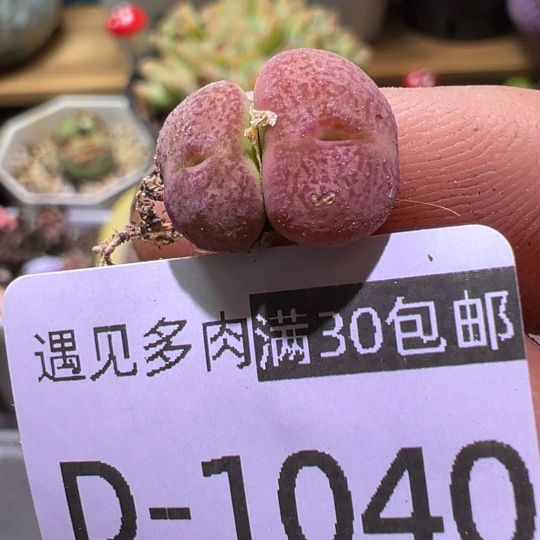 多肉植物1111111111111