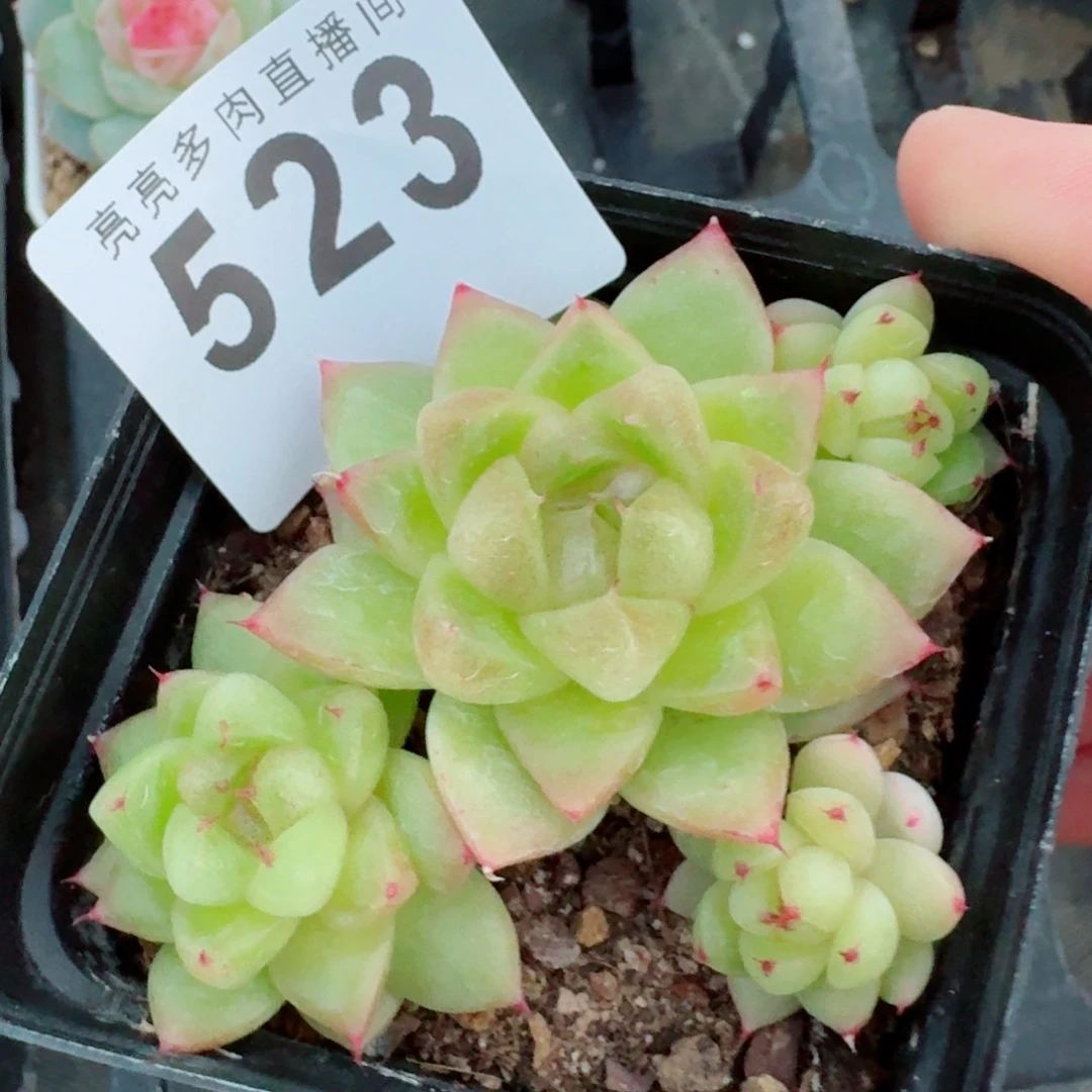 珠光珍妮          开播福利