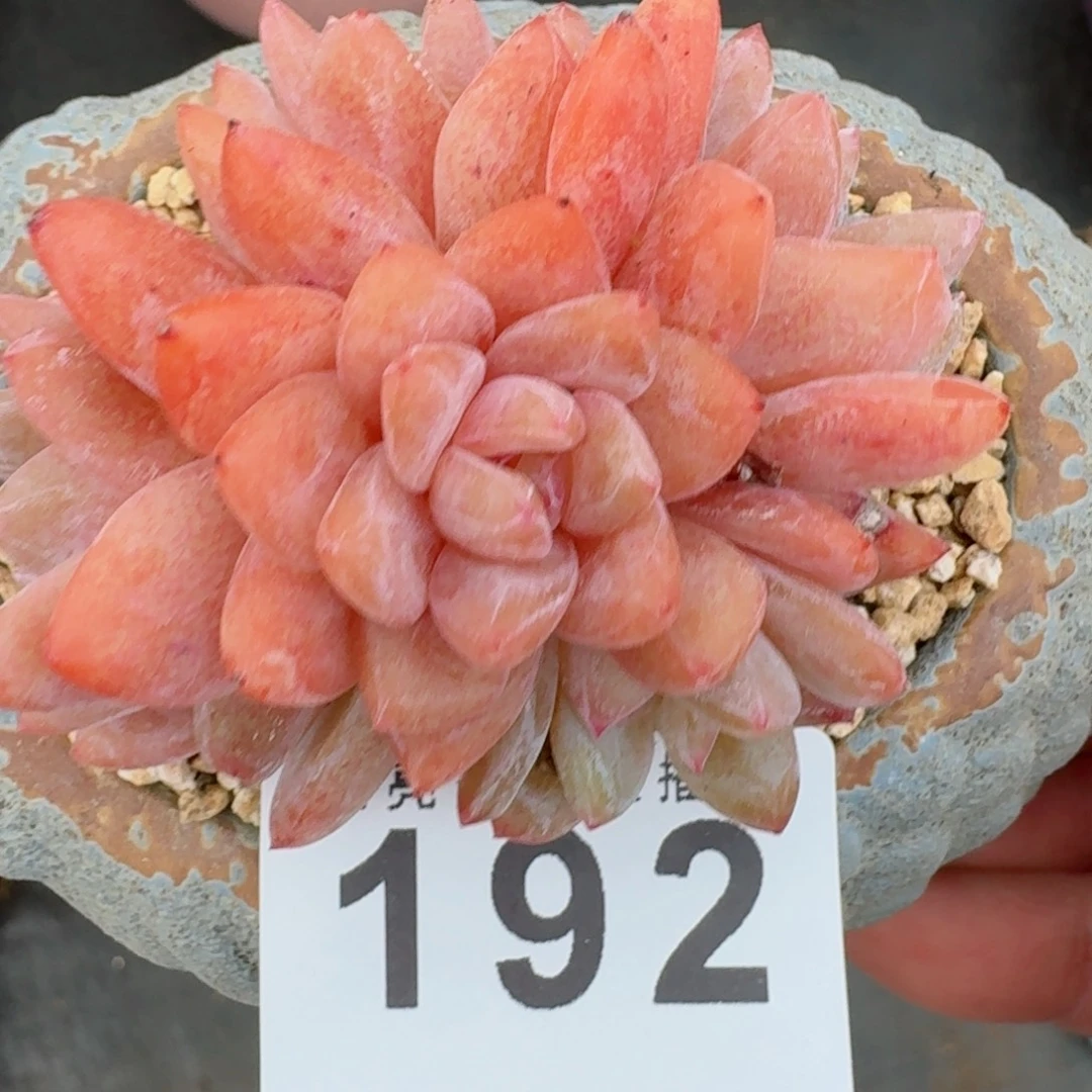 小脸雪天使      愿你一路坦途，乘风破浪展宏图