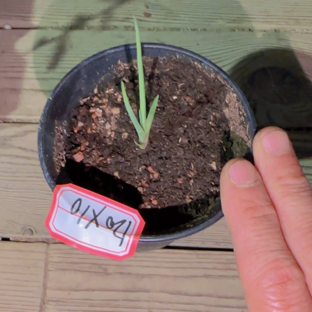 块根植物块根植物块根