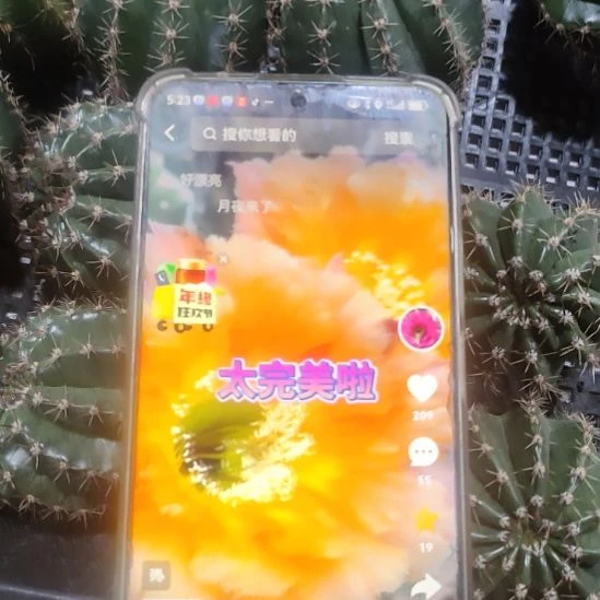仙人球彩草香槟彩侧芽