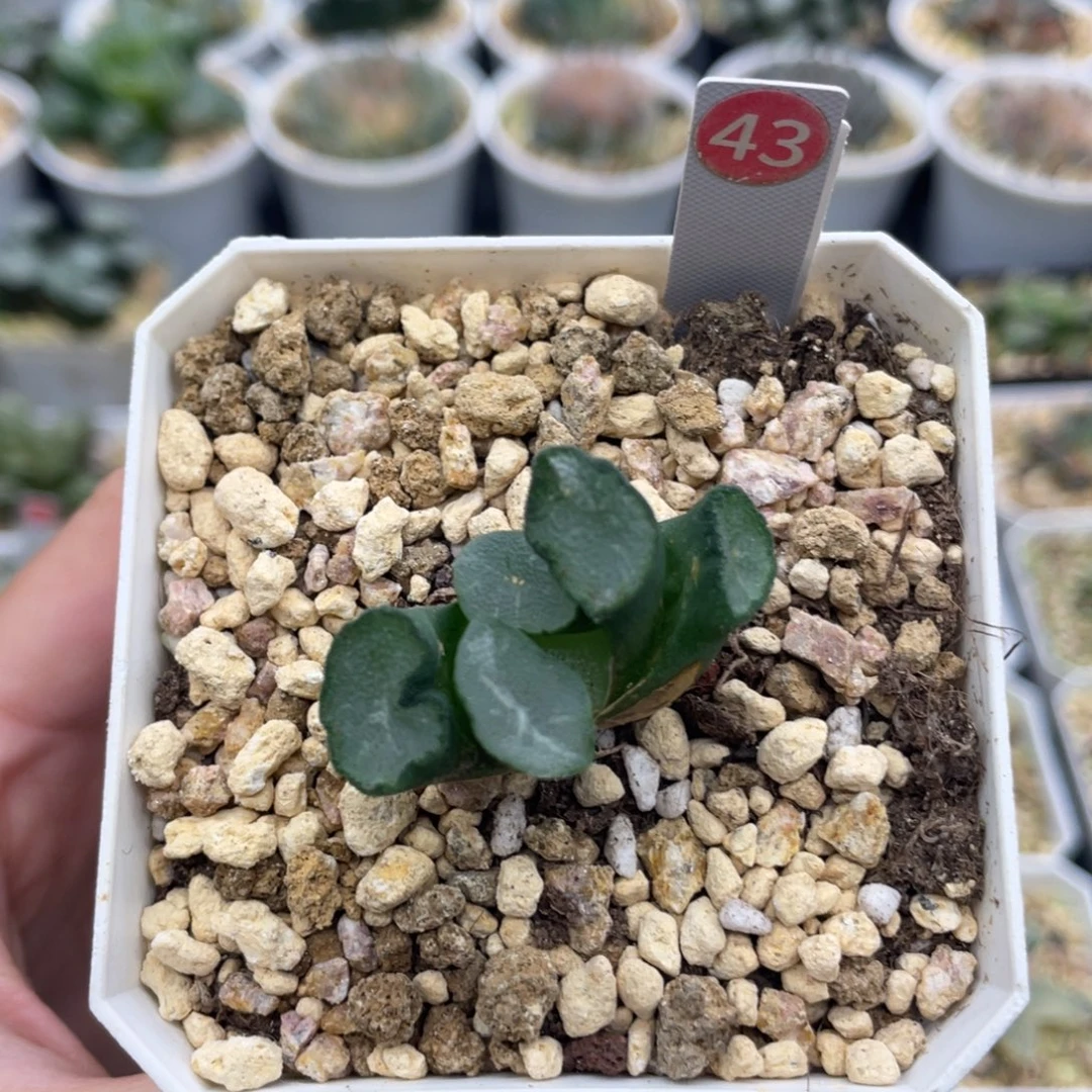 小蔡的菜园 43 爱之锁