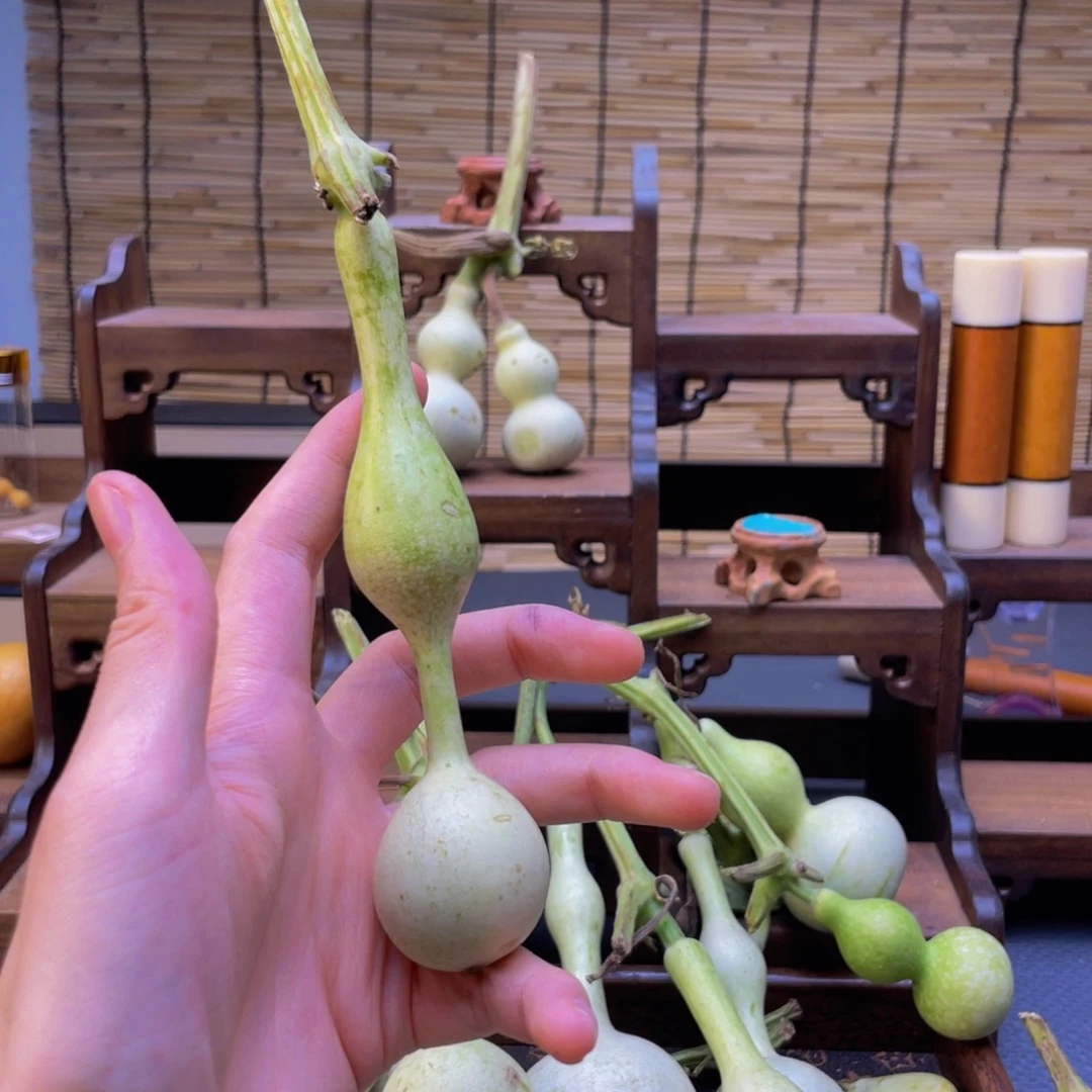 满***。我是一只小小鸟地域