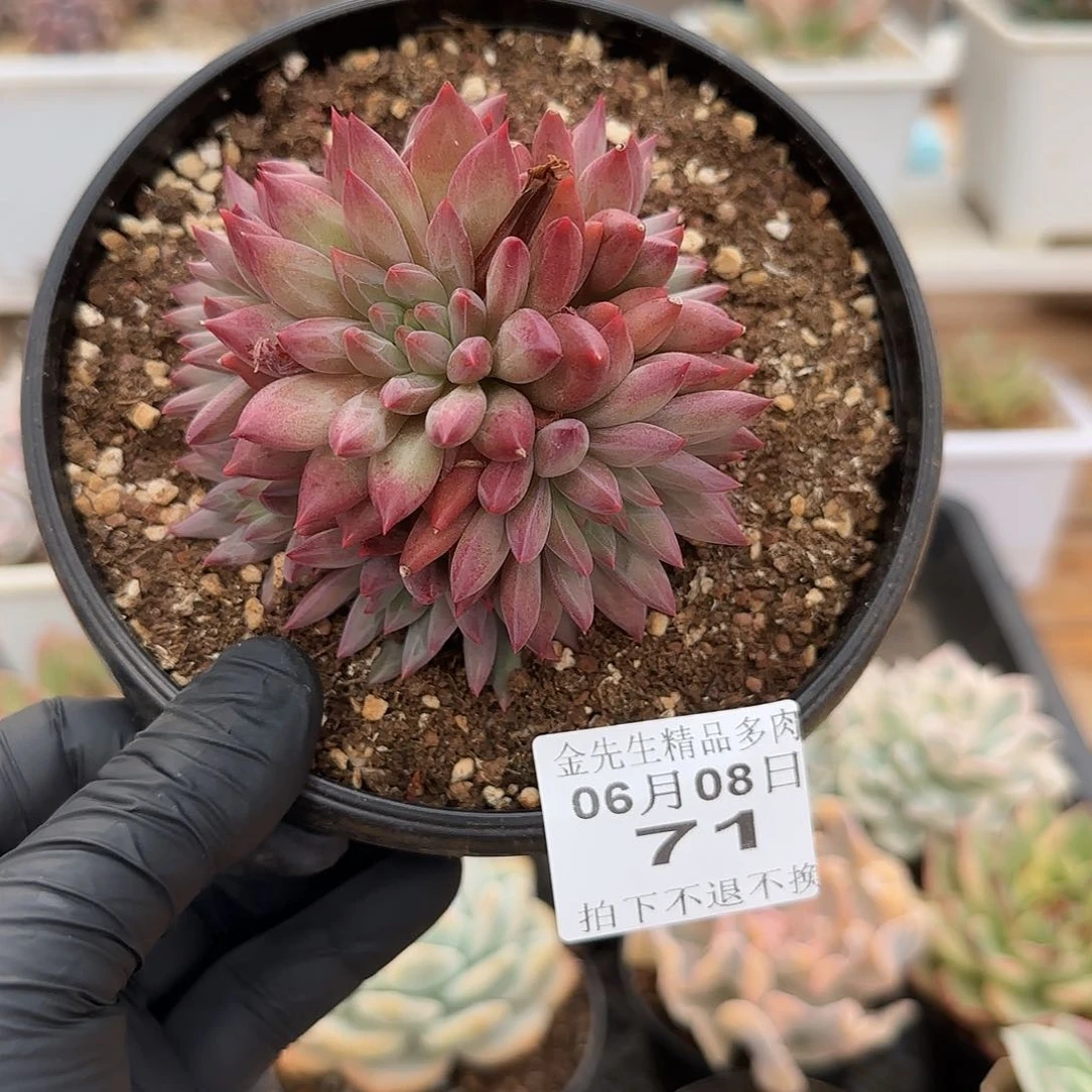 0608-71车厘子手捧