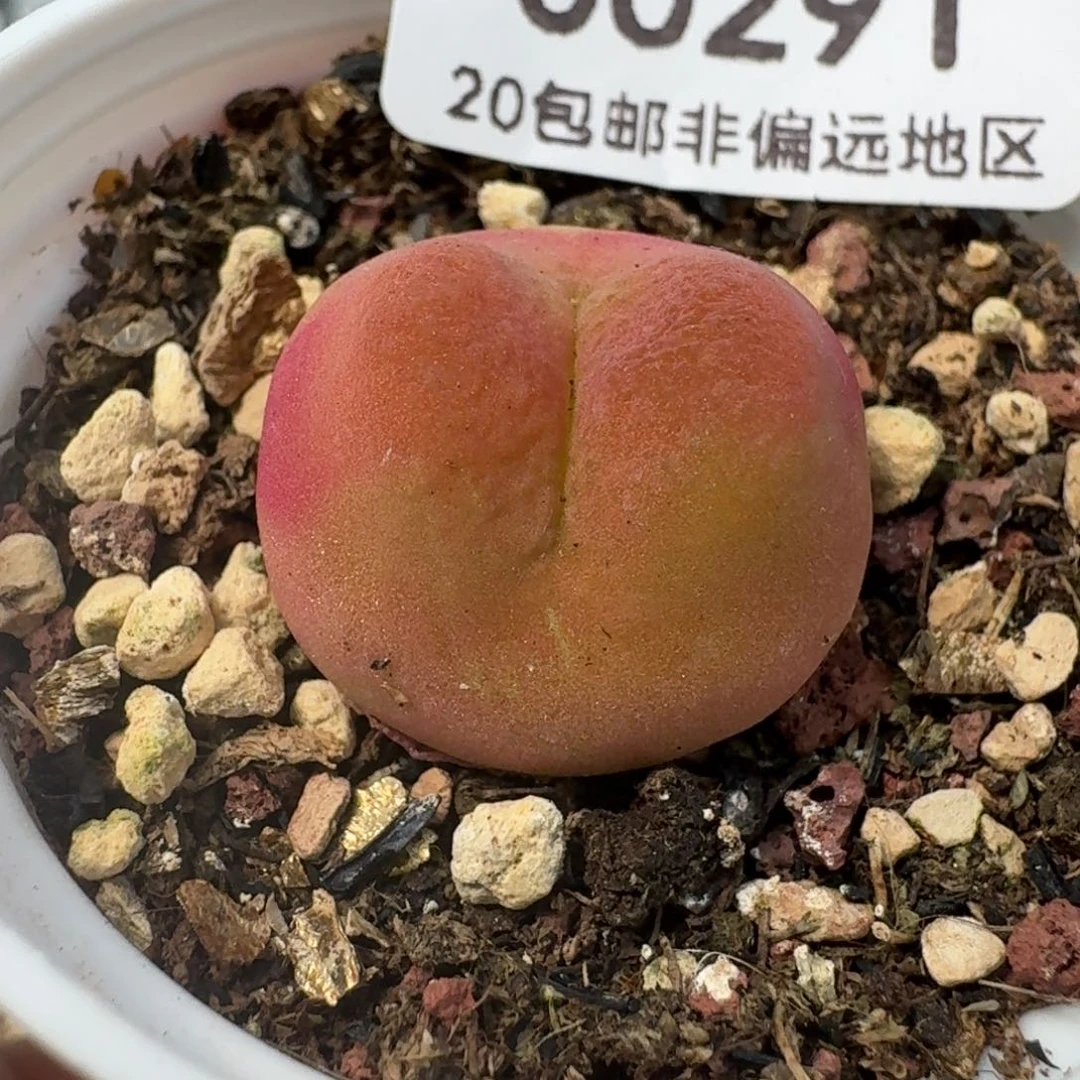 291新头两公分带盆发货