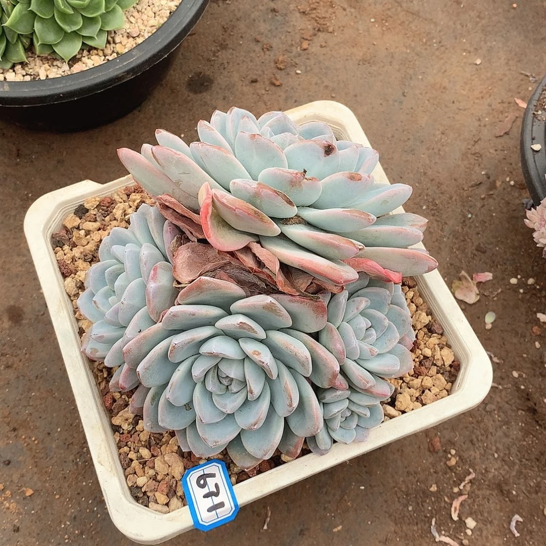 671冰玉一物一拍多肉