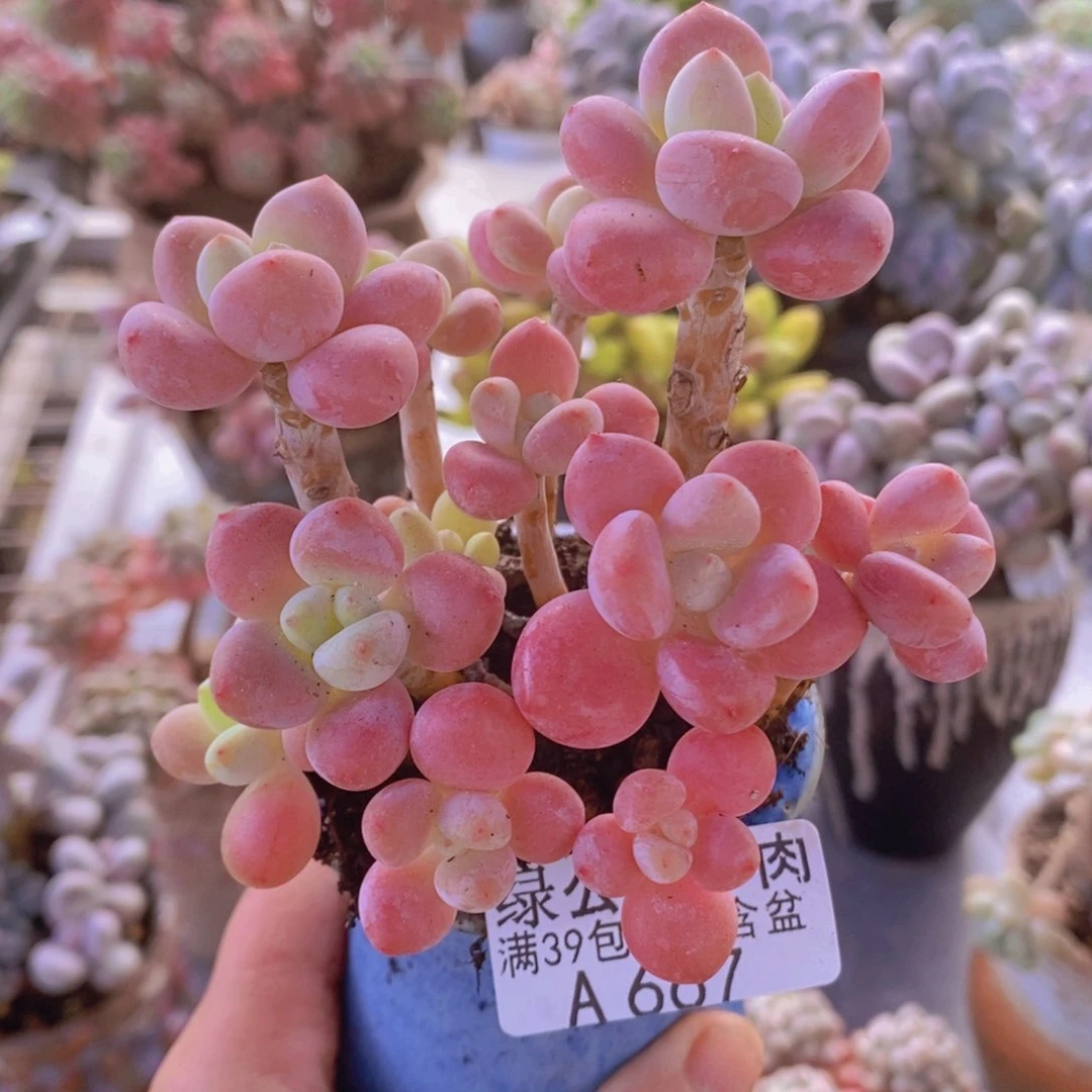 樱花洛神9cm667多肉植物