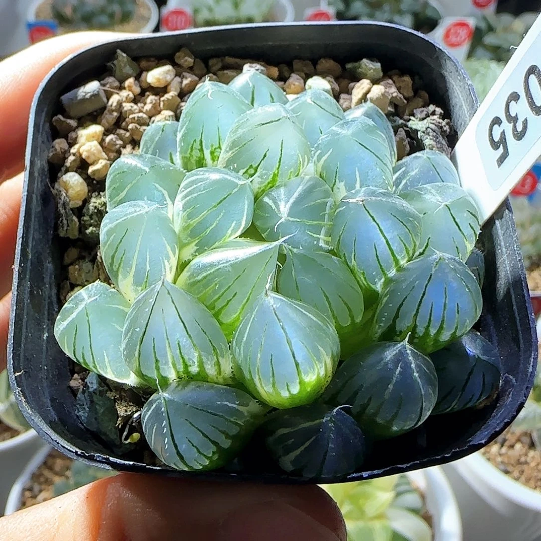 035号霓虹灯一物一拍带盆土