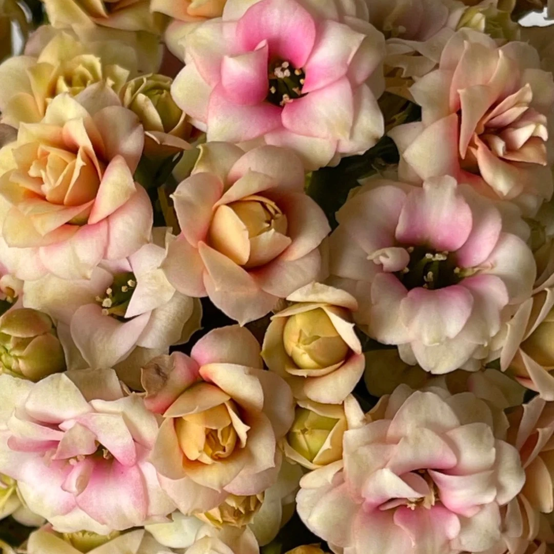 【洛神】重瓣稀有长寿花