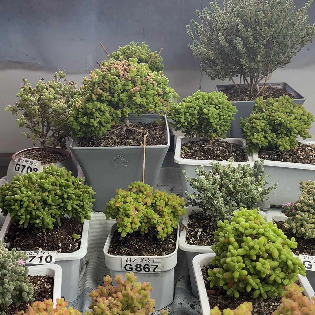 小*869冰晶枝干番杏福袋