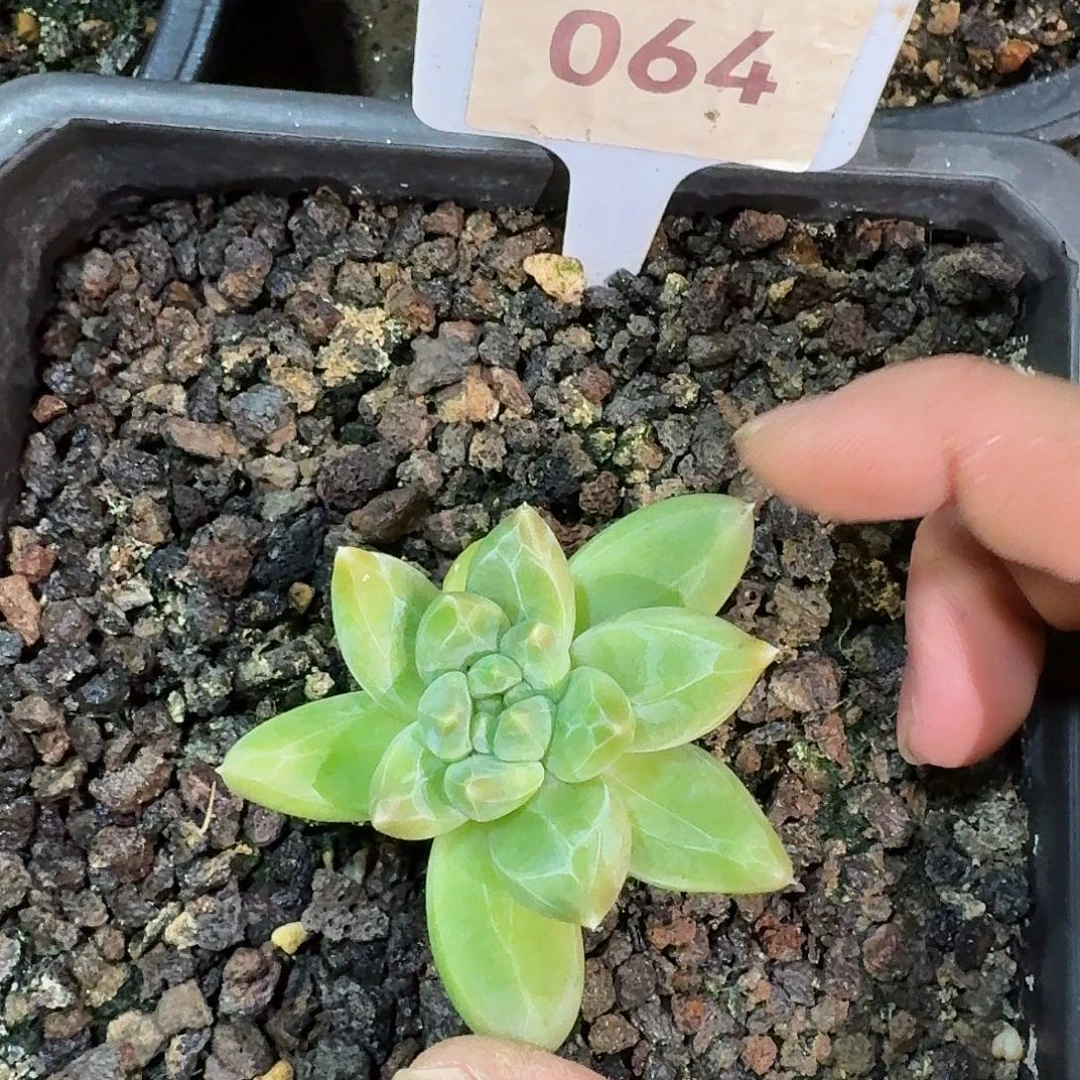 雪戴丽个体888888888888888