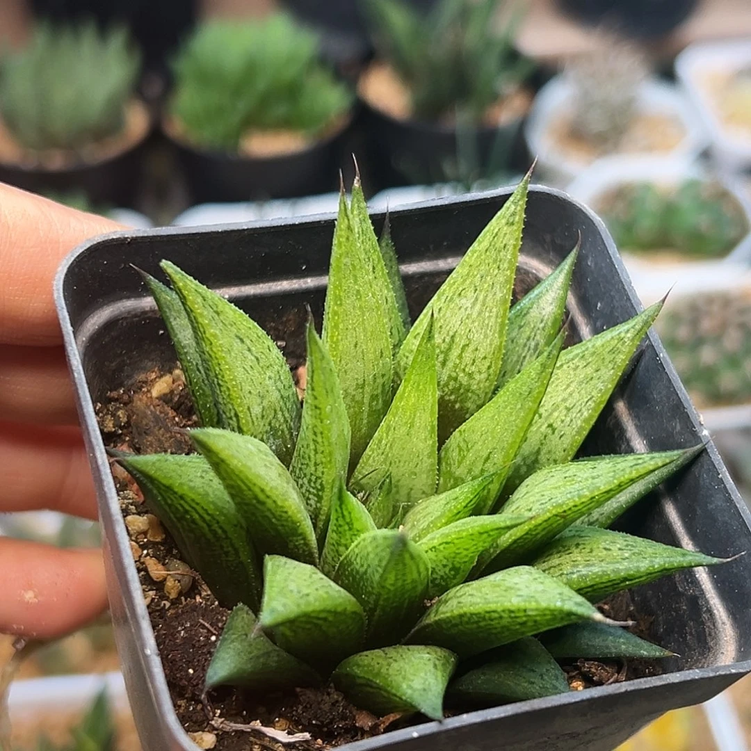 原始种十二卷一颗一颗