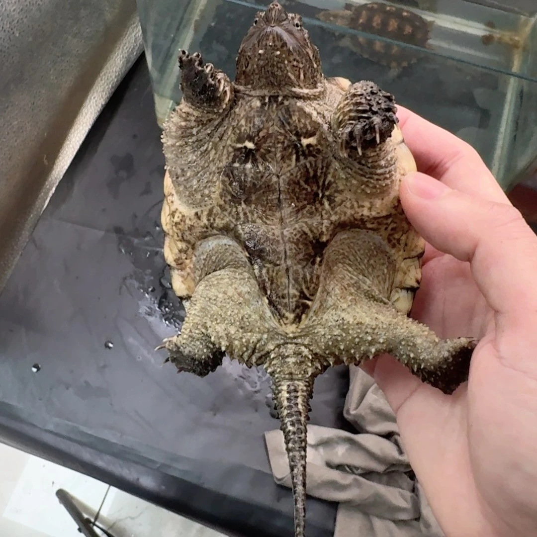 宠物龟不分公母111