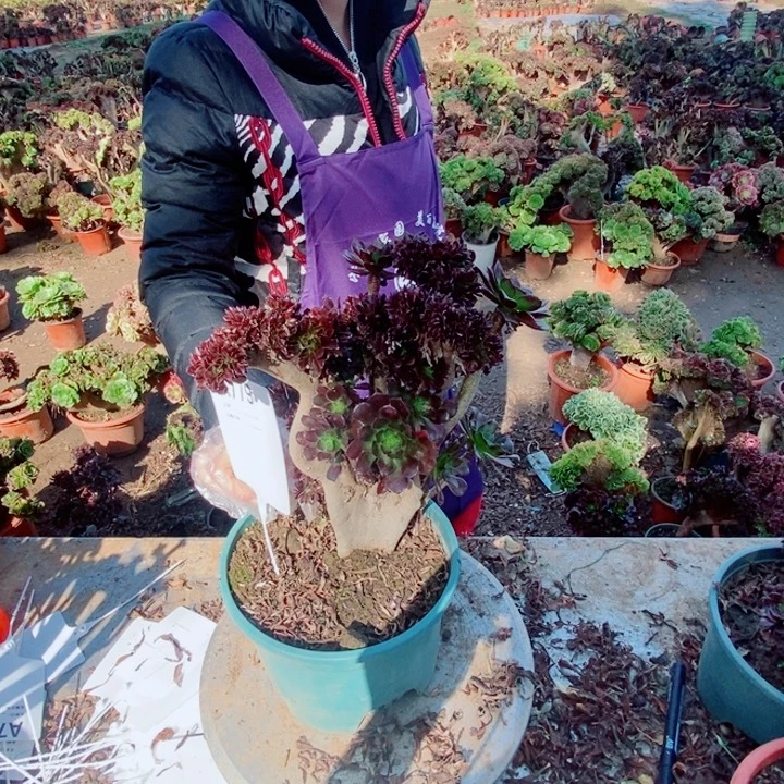 霓***月779黑缀满枝头元包邮