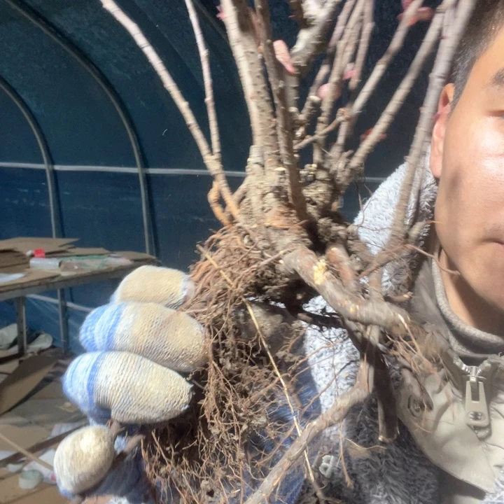 原生司牡丹海棠花一颗