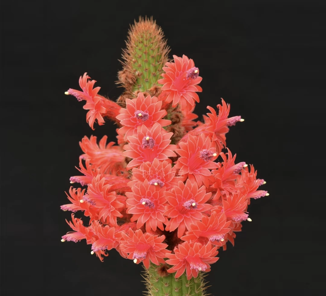 彩舞柱金妞开鞭炮花原盆土橙色刺