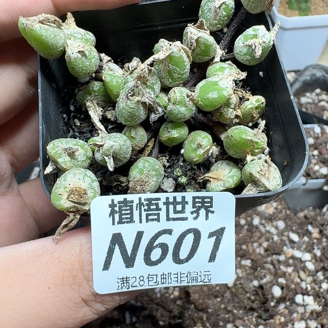 多肉植物的润泽需