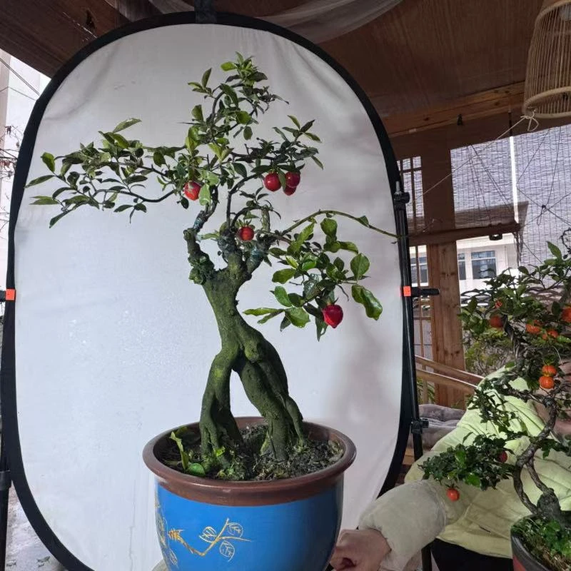 【同气连枝】金弹子盆景美观摆件盆栽精品花卉