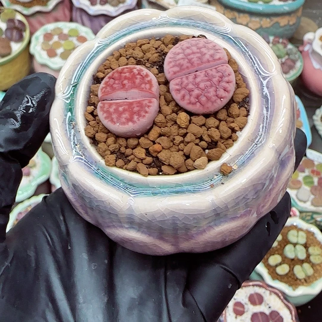 生石花满18包邮1111-177