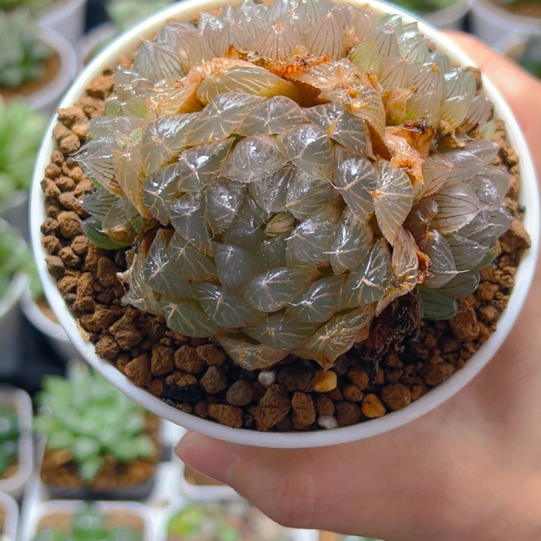 欣***03807多肉植物一颗多肉